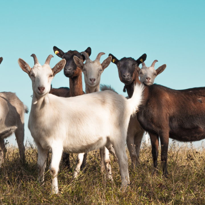 FRESH GOAT MILK (7)